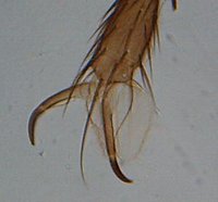 House fly leg