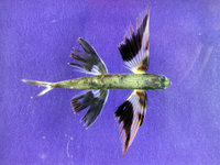 Band-wing flyingfish Cheilopogon exsiliens, with large pectoral and pelvic fins