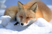 A Red Fox (Vulpes vulpes)