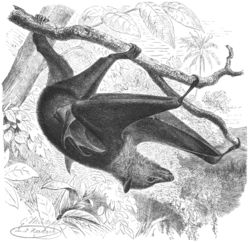 Large flying fox, Pteropus vampyrus