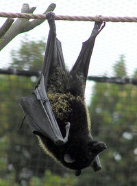 Livingstone&rsquo;s Fruit Bat Pteropus livingstonii
