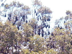 Fox Island, Australia, is the largest colony of flying foxes on the continent