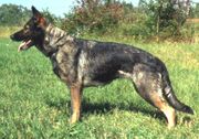 Black Sable (or gray) GSD, the original colour and still common in working lines