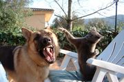 While attempting to play with a cat, a shepherd's teeth are displayed.