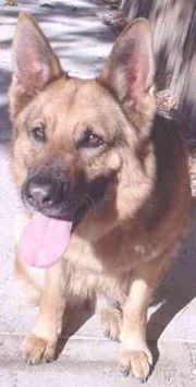 GSDs can make loyal and obedient pets.