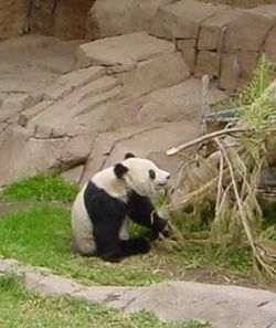 Hua Mei, the baby panda born atthe San Diego Zoo in 1999.