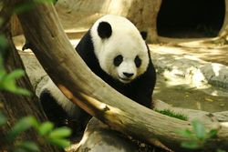 Gao Gao, an adult male Giant Panda at San Diego Zoo