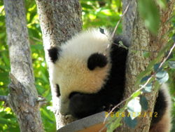 A baby Giant Panda atop a tree San Diego Zoo