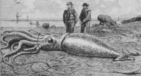 Sketch of giant squid in Glover's Harbour Newfoundland in 1878