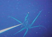 A photo of a live giant squid