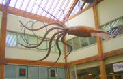 Giant squid sculpture in Seattle, USA