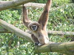 Lar Gibbon
