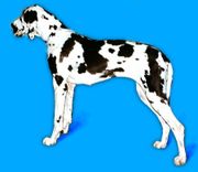 Harlequin coat colour