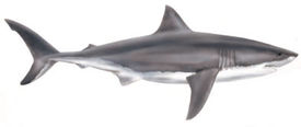 An illustration of the Great White shark