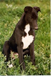 Greyhound pup