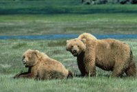 Two Grizzly Bears in a meadow