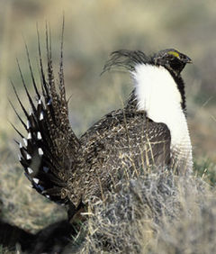 Sage Grouse