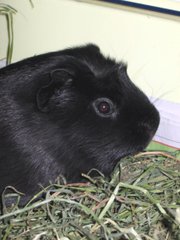 Black guinea pigs are considered especially holy