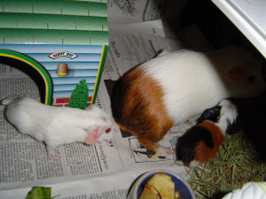 Guinea pig pups can walk soon after birth and run within a few hours