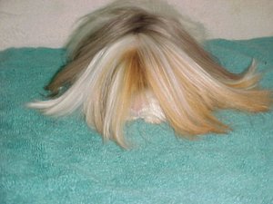 A long-haired lilac, orange and white Satin Peruvian Guinea pig