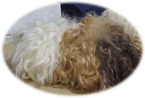 A Tortoiseshell and white Boucle Guinea Pig