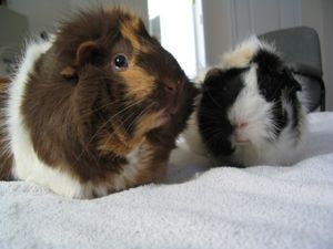 Two abyssinian guinea pigs