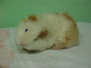 A red and white texel with a head tilt, or wry neck