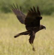 Marsh harrier hovering over field