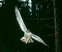 Goshawk in flight