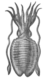 Cuttlefish with 2 tentacles and 8 arms