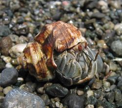 A Hermit Crab in Corcovado National Park in Costa Rica