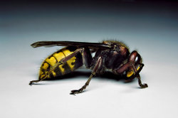 European hornet, Vespa crabro