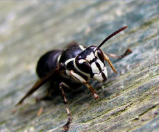 Vespula maculata