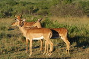 A group of Impala in South Africa