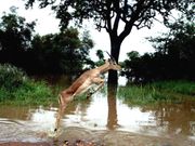 Impala leaping from the water
