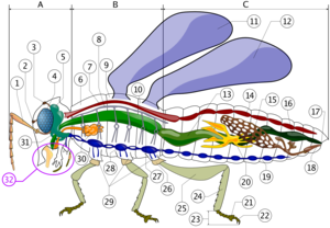 Insect anatomy  A- Head   B- Thorax   C- Abdomen     1. antenna    2. ocelli (lower)    3. ocelli (upper)    4. compound eye    5. brain (cerebral ganglia)    6. prothorax    7. dorsal artery    8. tracheal tubes (trunk with spiracle)    9. mesothorax   10. metathorax   11. first wing   12. second wing   13. mid-gut (stomach)   14. heart   15. ovary   16. hind-gut (intestine, rectum & anus)   17. anus   18. vagina   19. nerve chord (abdominal ganglia)   20. Malpighian tubes   21. pillow   22. claws   23. tarsus   24. tibia   25. femur   26. trochanter   27. fore-gut (crop, gizzard)   28. thoracic ganglion   29. coxa   30. salivary gland   31. subesophageal ganglion   32. mouthparts