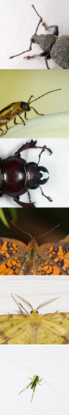 Evolution has produced astonishing variety in insects. Pictured are some of the possible shapes of antennae.