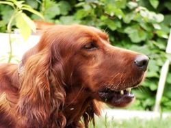 Irish Setter head