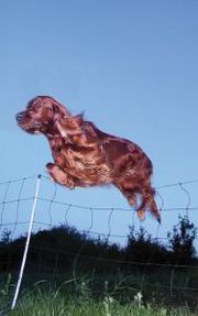 Irish setters need plenty of activity.