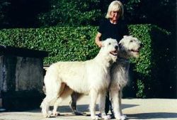 A pair of Irish Wolfhounds