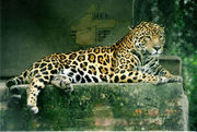 A Jaguar in a wildlife rescue & rehabilitation centre in Argentina