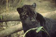 A melanistic form of jaguar.