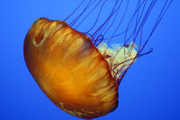 Sea nettle, Chrysaora quinquecirrha