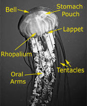 A typical scyphomedusa jellyfish