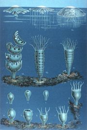 The developmental stages of jellyfish.