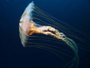 Chrysaora jellyfish