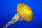 The Sea nettle.