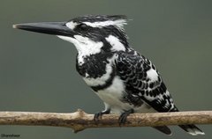 Pied Kingfisher (Ceryle rudis)