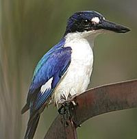 Forest Kingfisher