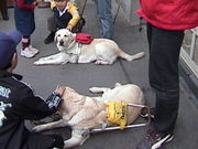 Labradors are often used as guide dogs